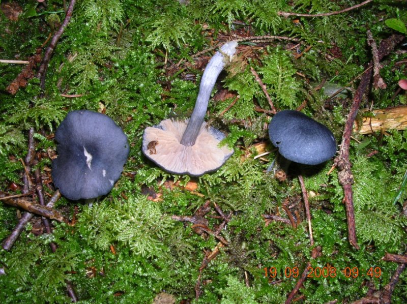 Entoloma vernum